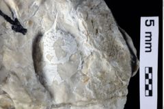 Foto (Detailansicht) von Gastrosacus eminens (Blaschke, 1911) (NHMW-GEO-1990-0041-0487)